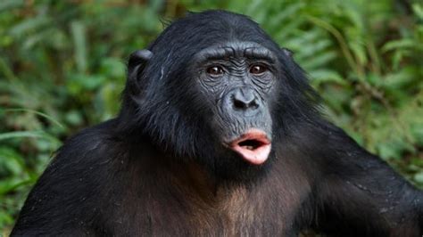 bonobo porn